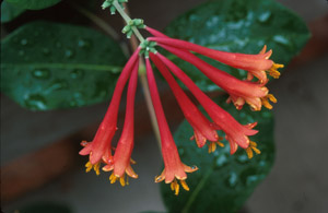 Trumpet Honeysuckle flowers and foliage